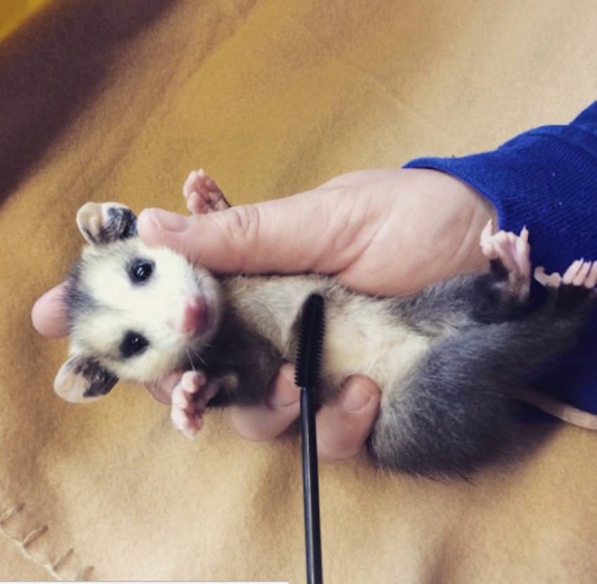 use your old mascara wands to save wild animal's life (1)
