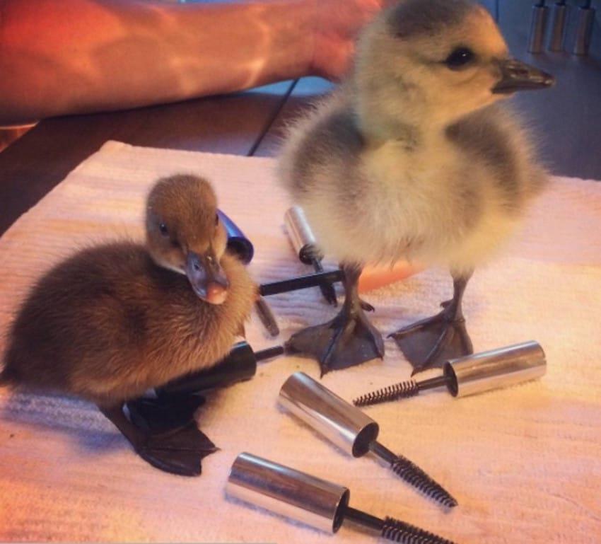 use your old mascara wands to save wild animal's life (2)